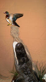 Alligator Wood Duck