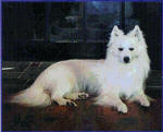 American Eskimo