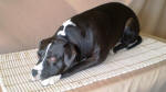 American Staffy