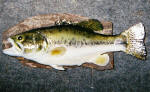 Black Bass