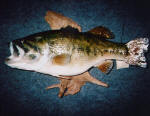 Black Bass