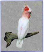 Cockatoo