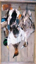 Water Fowl Dead Mount