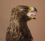 Golden Eagle