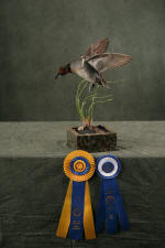 Green Wing Teal