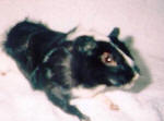 Guinea Pig