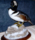 Hooded Merganser