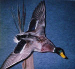 Mallard