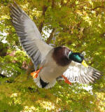 Mallard