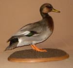 Mallard-Widgeon