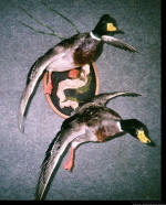 Mallards In Flight