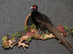 M Pheasant