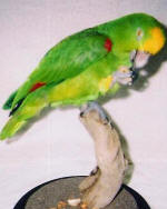 Parrot