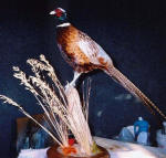 Pheasant
