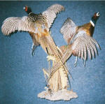 Pheasant