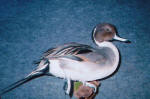 Pin Tail