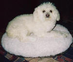 Poodle