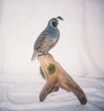 Quail