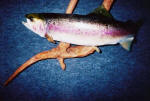 Rainbow Trout