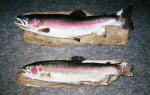 Rainbow Trout