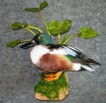 Shoveler