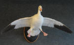 Snow Goose