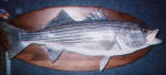 Striper