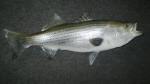Striper 2