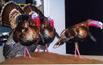 Turkeys