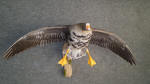 White Front Goose