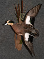Widgeon