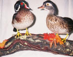 Wood Ducks