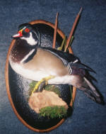 Wood Duck